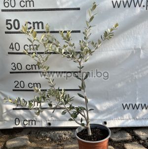 Olive variety Bakinskiy-25