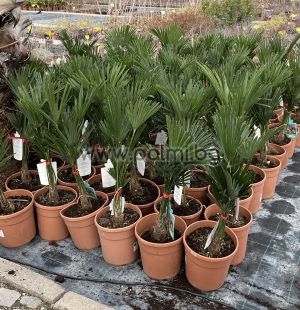  Hybrid Bulgarian Trachycarpus 'BG x Wagnerianus'