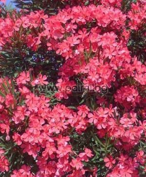 Oleander 'Papa Gambetta'