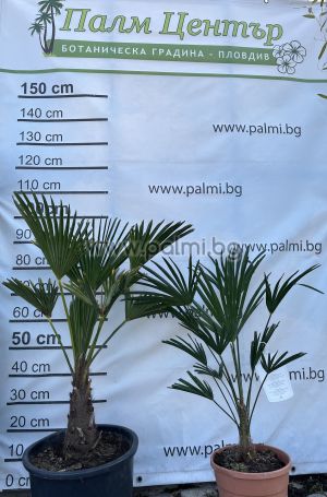Dwarf Chusan Palm