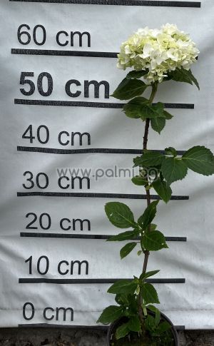 Hortensie 'Pax' (Nymphe), Hydrangea macrophylla 'Pax' (Nymphe)