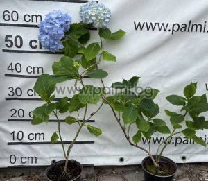  Hortensie 'Nikko Blue', Hydrangea macrophylla 'Nikko Blue'
