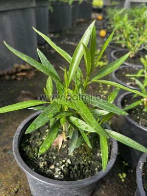 Oleander dunkelrosa, 'JR'