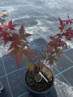 Spitzahorn,  Acer palmatum 'Deshojo'