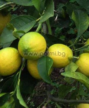 Citrus limon Femminello Zagara Bianca  Zitrone von Botanischem Garten - Plovdiv, Bulgarien