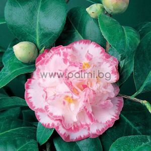 Kamelie ,  Camellia japonica 'Margaret Davis'