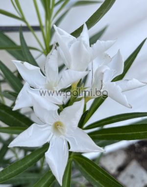 Oleander  'Mini White'