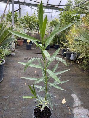 Nerium oleander-'Aramis'