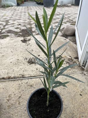 Nerium oleander 'Mandula Dupla'