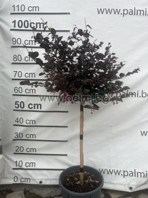 Chinese fringe flower,  Loropetalum Lolipop 'Black Pearl'