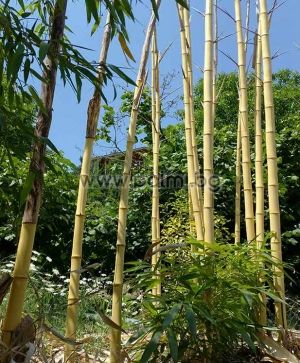Giant golden bamboo, f. 'Aureа