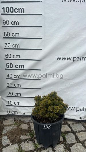 Pinus mugo 'Benjamin' Клек