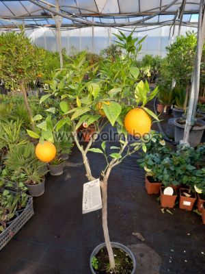 Orange Arancio