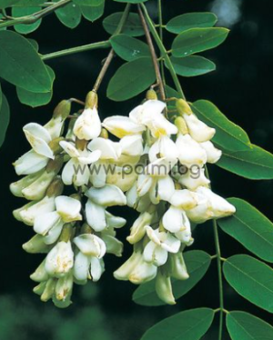 Robinia pseudoacacia