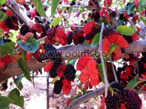Hybrid black Everbearing mulberry with year-round fruiting, Morus sp.