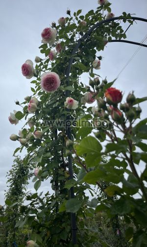 Arch of roses,Climbing rosa 