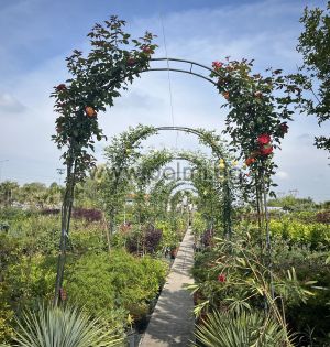 Arch of roses,Climbing rosa 