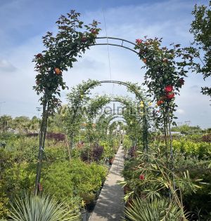  Rosenbogen,Climbing Rose 