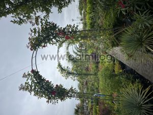 Arch of roses,Climbing rosa 