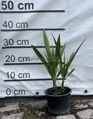 Палма Хамеропс, Chamaerops humilis 