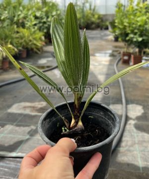 Needle palm