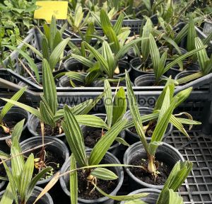 Needle palm