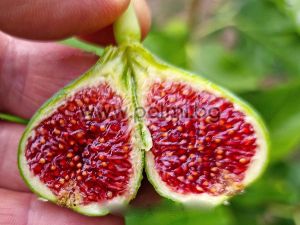 Смокиня  сорт Зелена от Иския, Ficus carica Green Ischia