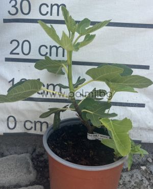 Fig variety 'Madeleine des Deux Saisons'