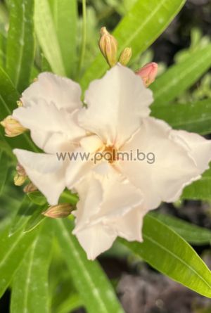 Олеандър, Рококо Роуз, Oleander Rokoko Rose
