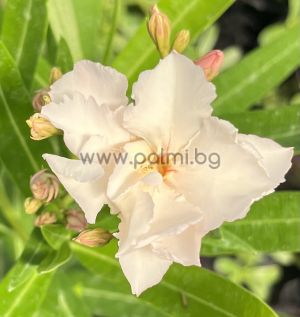 Олеандър, Рококо Роуз, Oleander Rokoko Rose