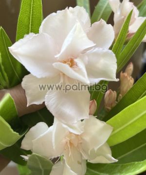 Олеандър, Рококо Роуз, Oleander Rokoko Rose