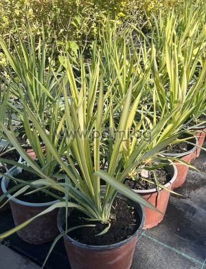 Schlaffe Garten-Palmlilie Golden Sword