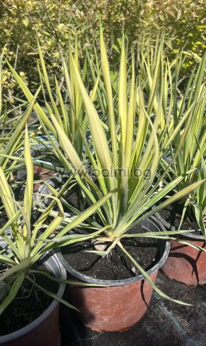 Schlaffe Garten-Palmlilie Golden Sword
