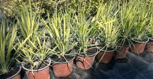 Schlaffe Garten-Palmlilie Golden Sword