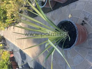 Schlaffe Garten-Palmlilie Golden Sword