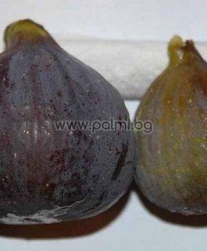 Fig 'Izmir' M