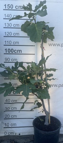 Fig 'Izmir' M