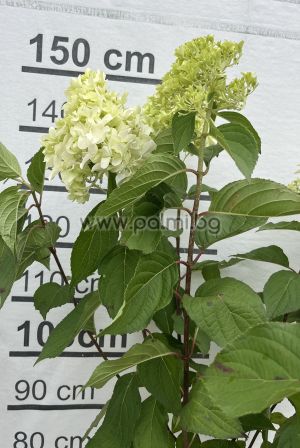 Hydrangea Skyfall , Hydrangea paniculata Skyfall