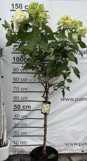 Hydrangea Skyfall , Hydrangea paniculata Skyfall