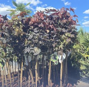 Norway maple spherical shape Crimson Sentry