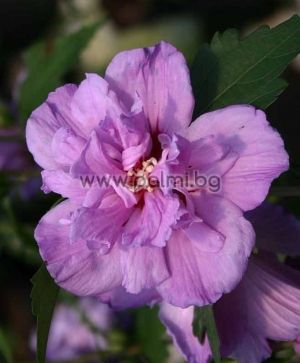 Hibiscus Syriacus