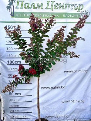 Lagerstroemia 'Rhapsody in Pink' – Standard Tree Form (1/2 Stem
