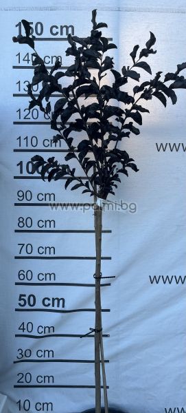 Lagerstroemia 'Rhapsody in Pink' – Standard Tree Form (1/2 Stem