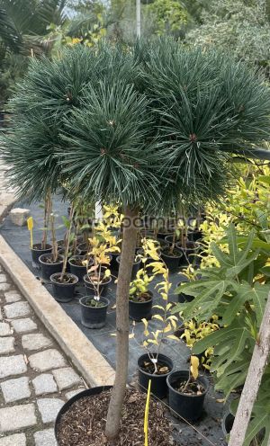 Pinus sylvestris Chantry Blue'