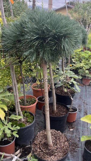Pinus sylvestris Chantry Blue'