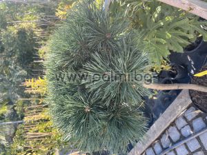 Pinus sylvestris Chantry Blue'