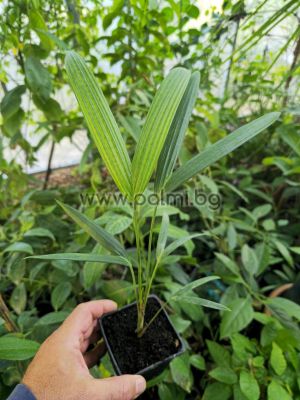 Cyrtostachys renda, Red sealing wax palm, Lipstick palm
