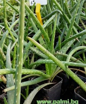 Aloe, 2 years old plant