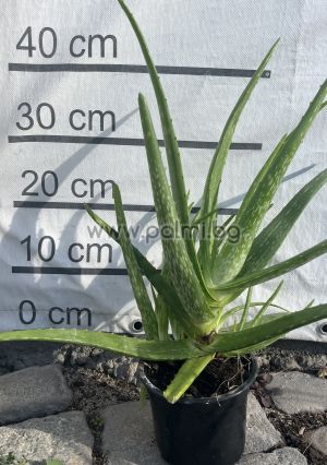 Aloe, 3 years old plant