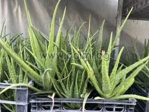 Aloe, 3 years old plant
